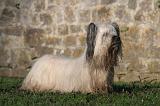 SKYE TERRIER 037